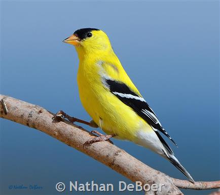 What is the migration pattern of American goldfinches?